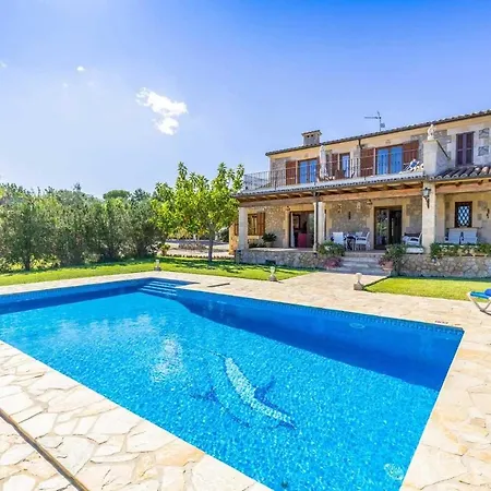 L'olivar Pollensa