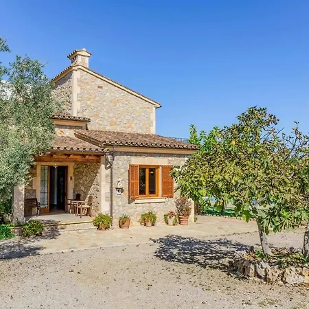 L'olivar Pollensa